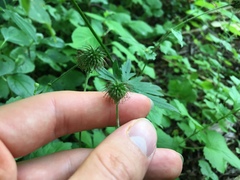 Geum urbanum