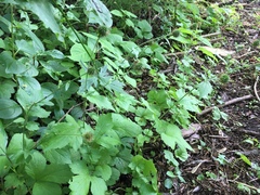 Geum urbanum
