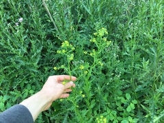 Brassicaceae