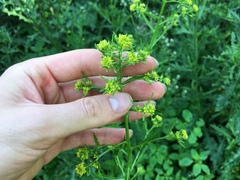 Brassicaceae
