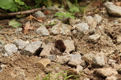Sorex minutus