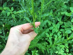Brassicaceae