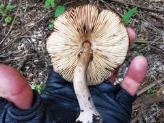 Leucoagaricus lilaceus