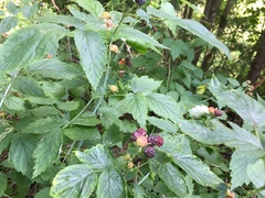 Rubus occidentalis