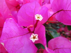 Bougainvillea spectabilis