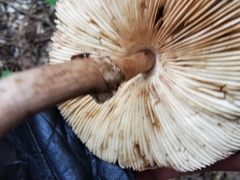 Leucoagaricus lilaceus