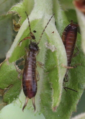 Apterygida albipennis