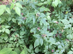 Rubus occidentalis