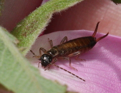 Apterygida albipennis