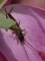 Apterygida albipennis