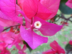 Bougainvillea spectabilis