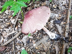 Leucoagaricus lilaceus