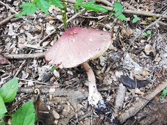 Leucoagaricus lilaceus