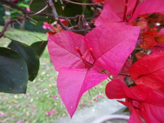 Bougainvillea spectabilis