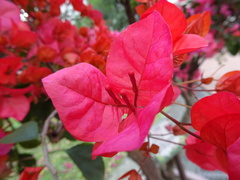 Bougainvillea spectabilis