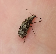 Meconemus infuscatus