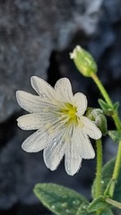 Cerastium latifolium