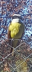 Pitangus sulphuratus