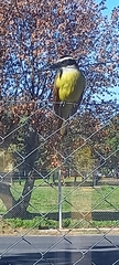 Pitangus sulphuratus