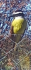 Pitangus sulphuratus