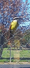 Pitangus sulphuratus