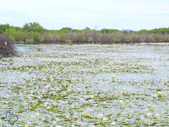 Nymphaea elegans