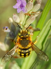 Anthidium loti