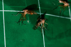 Empis trigramma