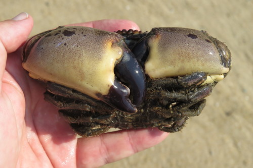 Myomenippe fornasinii