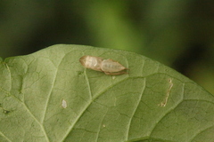 Aphrodinae