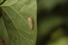 Aphrodinae
