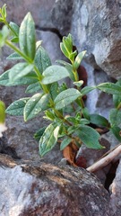 Cerastium latifolium