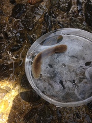 Acotylea