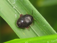 Scirtes hemisphaericus