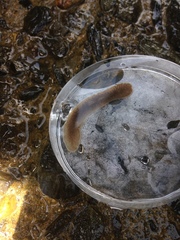 Acotylea