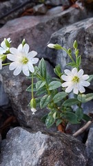 Cerastium latifolium