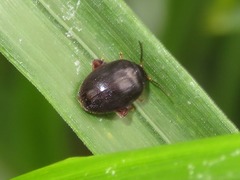 Scirtes hemisphaericus