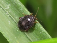 Scirtes hemisphaericus