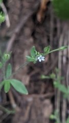 Allophyllum gilioides