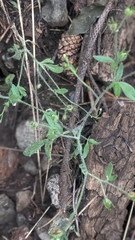 Allophyllum gilioides