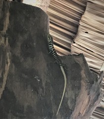 Dasia olivacea
