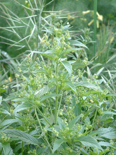 Mercurialis canariensis (Mercurialis canariensis)