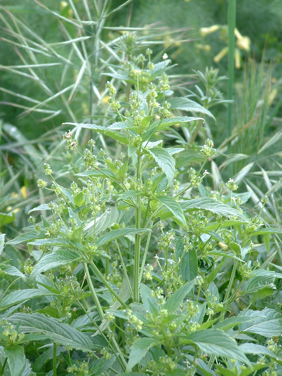 Mercurialis canariensis