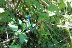 Calopteryx splendens caprai