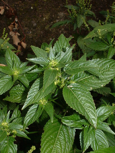 Mercurialis canariensis (Mercurialis canariensis)