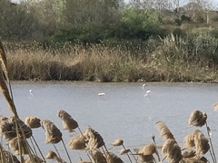 Phoenicopterus roseus
