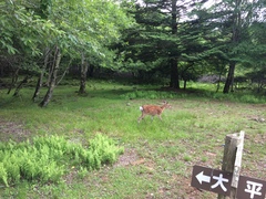 Cervus nippon centralis