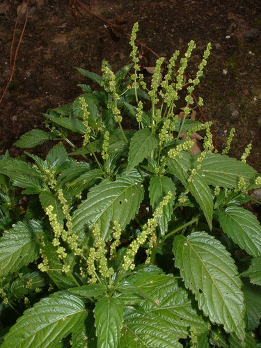 Mercurialis canariensis (Mercurialis canariensis)