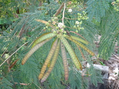 Leucaena leucocephala