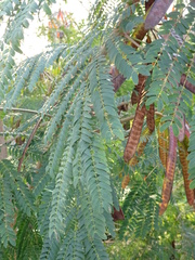 Leucaena leucocephala